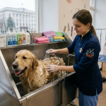 Груминг собак в Кропивницком